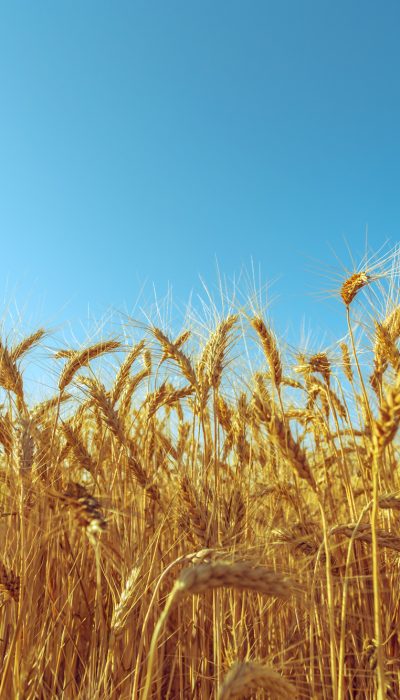 Campo-trigo